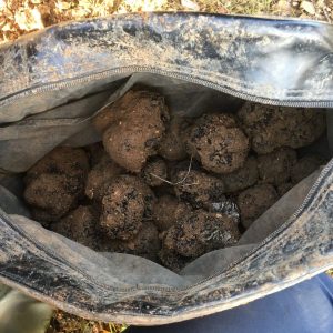 Expertise en truffières : Récolte professionnelle de truffes pour une exploitation réussie en trufficulture.