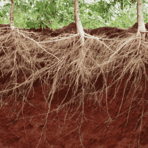 Expertise en gestion des truffières : analyses du sol, soin des racines et gestion spécialisée en trufficulture.