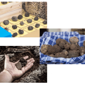 Formation sur la législation et les règles de la trufficulture pour optimiser la gestion des truffières et la récolte des truffes.