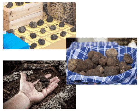Formation sur la législation et les règles de la trufficulture pour optimiser la gestion des truffières et la récolte des truffes.