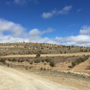 Truffières en Espagne : expertise en trufficulture pour maximiser la productivité sur différents terrains