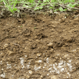 Analyse experte du sol et des racines, pilotage efficace pour optimiser votre trufficulture dans les truffières.