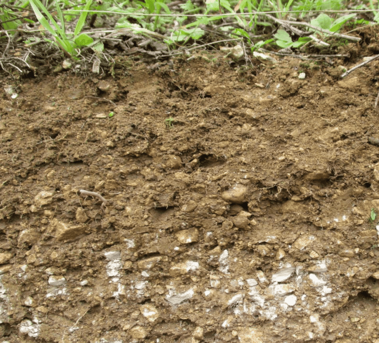 Analyse experte du sol et des racines, pilotage efficace pour optimiser votre trufficulture dans les truffières.