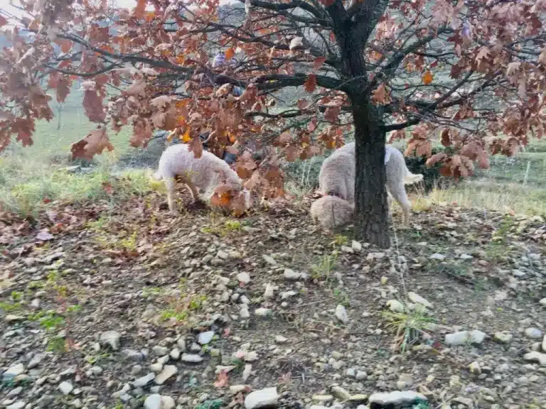 Cavage de truffes avec chien truffier : conseils et articles sur la récolte dans la trufficulture.