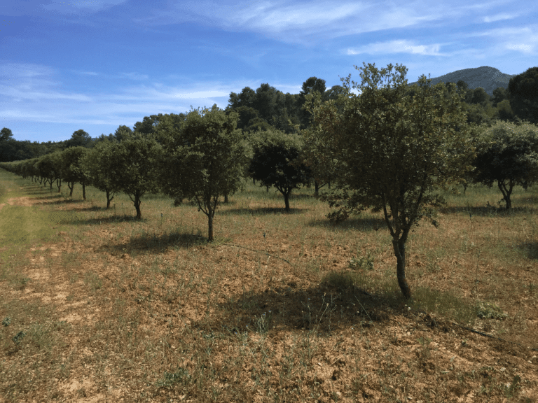 Truffière mature dans le Gard
