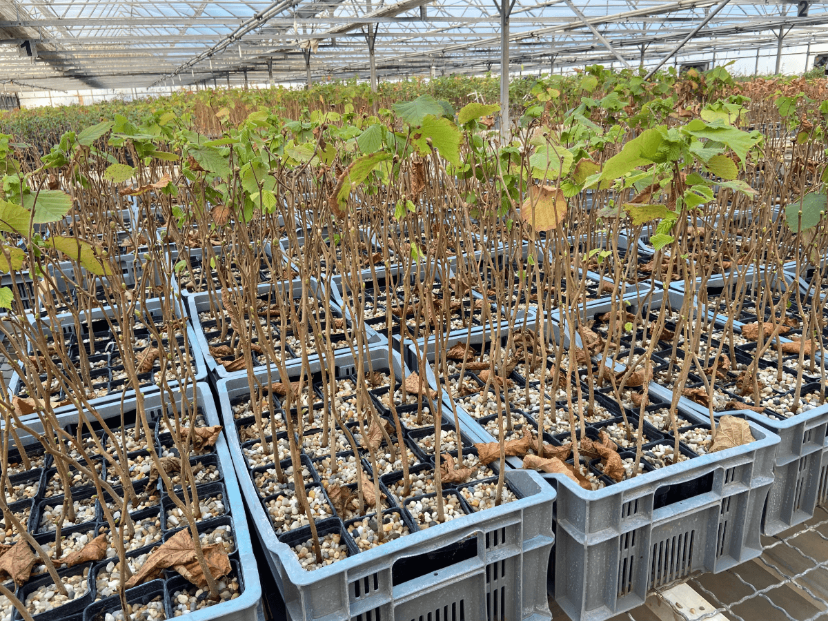 How to Grow Truffles Naturally at Home