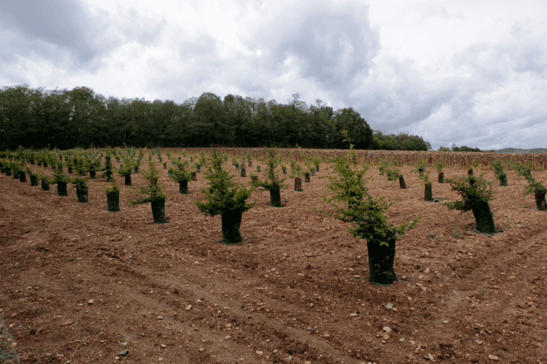 Expertise en truffière : Conseil avisé sur la gestion des arbres, la trufficulture et l'analyse du sol.