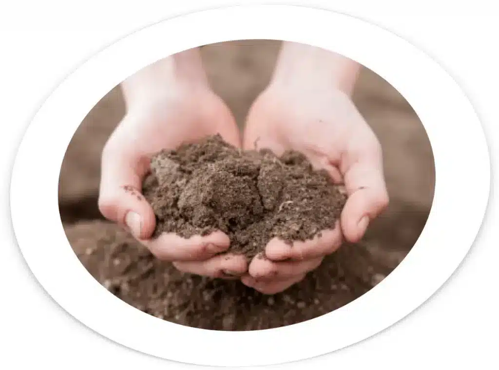 Analyse du sol pour truffières : expertise, sciences, formation et conseil