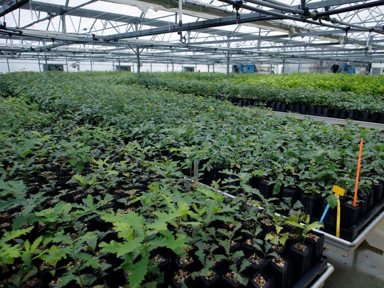 plant myco